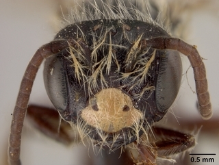Andrena trevoris, male, face