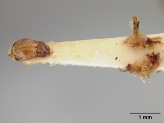 Andrena trevoris, male, genitalia