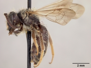 Andrena trevoris, male, side