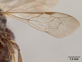 Andrena trevoris, male, wing