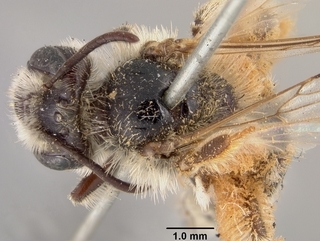 Andrena xanthigera, female, top