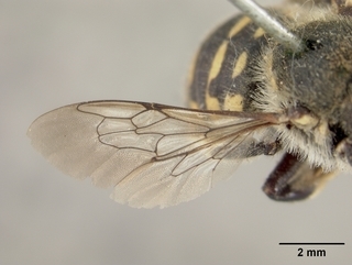 Anthidium banningense, female, wing