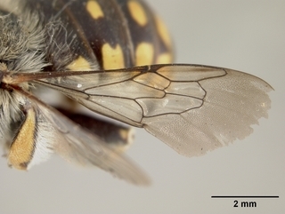 Anthidium edwardsii, male, wing