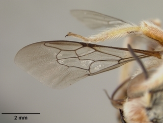 Anthidium sonorense, male, wing