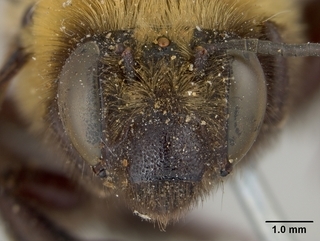 Anthophora bomboides, female, face