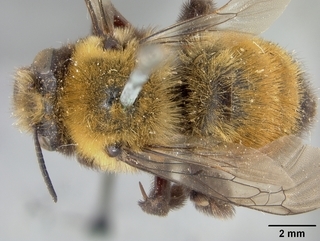 Anthophora bomboides, female, top