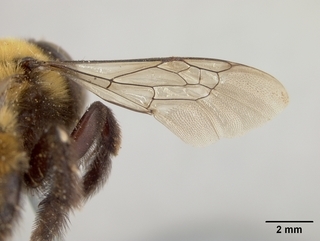 Anthophora bomboides, female, wing
