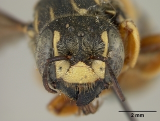 Trachusa dorsalis, female, face