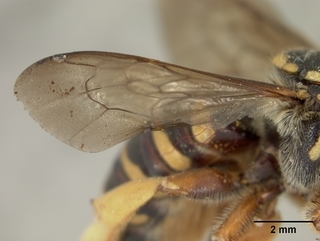 Trachusa dorsalis, female, wing