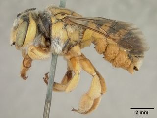 Trachusa larreae, female, side