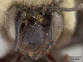 Anthophora bomboides, female, face
