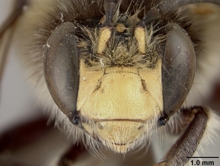 Anthophora bomboides, male, face