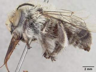 Anthophora porterae, male, side