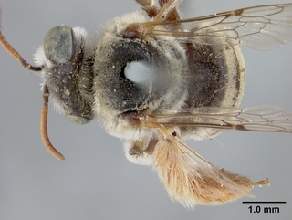 Anthophorula compactula, female, top