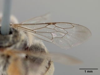 Anthophorula compactula, female, wing