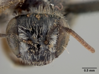 Anthophorula morgani, female, face