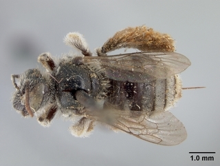 Anthophorula morgani, female, top