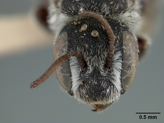 Ashmeadiella cactorum, female, face