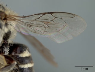 Ashmeadiella californica, female, wing