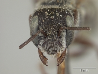 Ashmeadiella foxiella, female, face