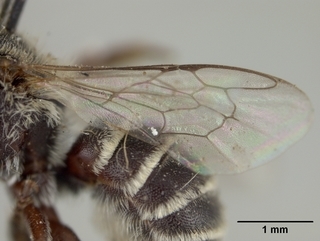 Ashmeadiella foxiella, female, wing