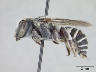 Ashmeadiella maxima, female, side