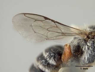 Ashmeadiella rufipes, female, wing