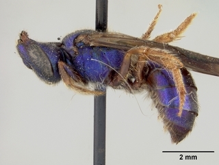 Augochlora pura, female, side