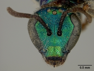 Augochlorella aurata, female, face