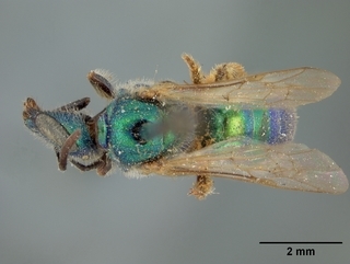 Augochlorella aurata, female, top