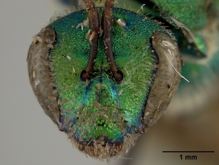 Augochloropsis sumptuosa, female, face