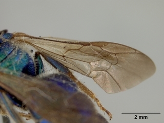 Augochloropsis sumptuosa, male, wing