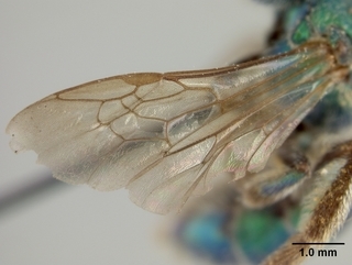 Augochloropsis sumptuosa, female, wing