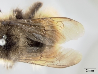 Bombus flavifrons, female, wing