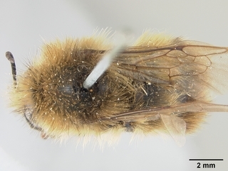 Bombus flavifrons, male, top