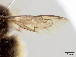 Bombus polaris, female, wing