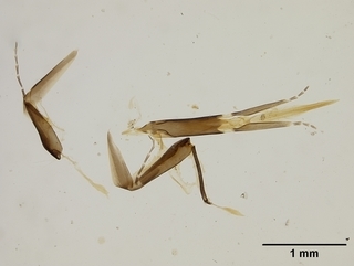 Calliopsis chlorops, male, tongue