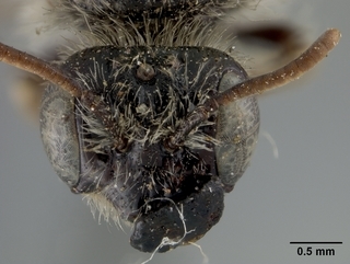 Calliopsis personata, female, face