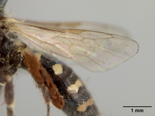 Calliopsis personata, female, wing
