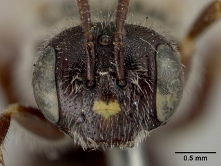 Pseudopanurgus renimaculatus, female, face