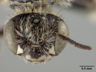 Calliopsis nebraskensis, female, face