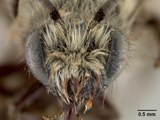 Colletes consors, male, face