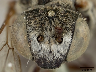 Epeolus olympiellus, male, face