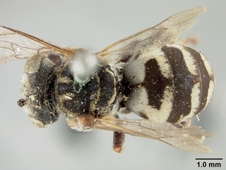 Epeolus olympiellus, male, top