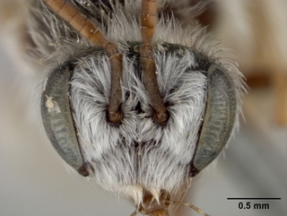 Exomalopsis solidaginis, male, face