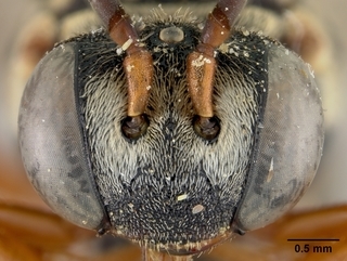 Triepeolus lectiformis, female, face