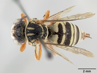 Triepeolus lectiformis, female, top