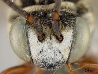 Triepeolus occidentalis, face