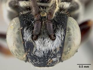 Triepeolus pectoralis, male, face