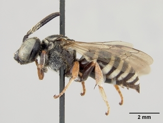 Triepeolus pectoralis, male, side